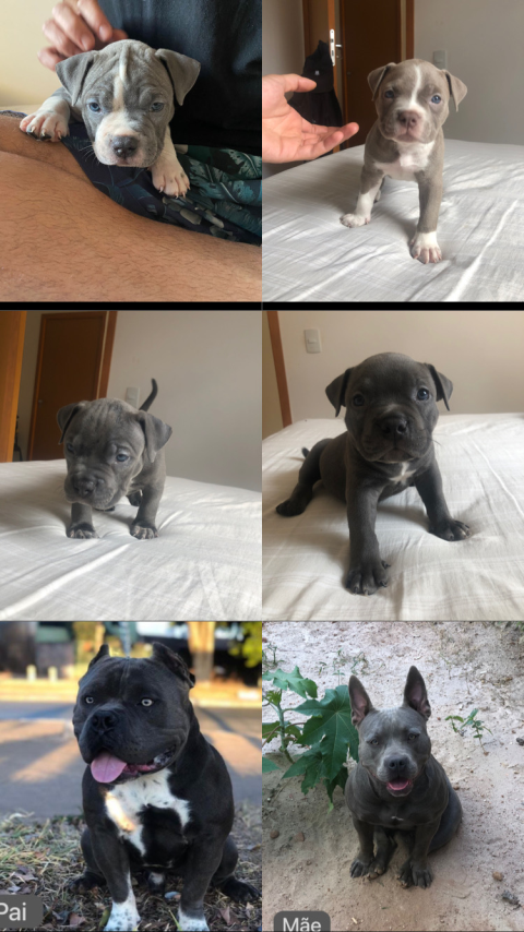 Filhotes de American bully pocket